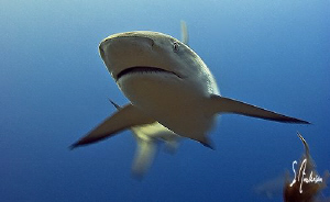 This Reef Shark is moving with some velocity and speed, n... by Steven Anderson 